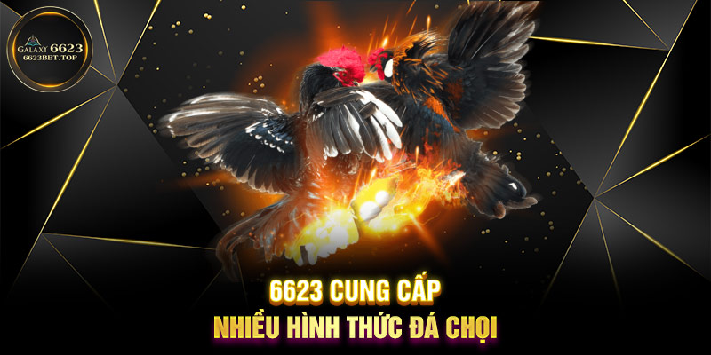6623 cung cấp nhiều hình thức đá chọi